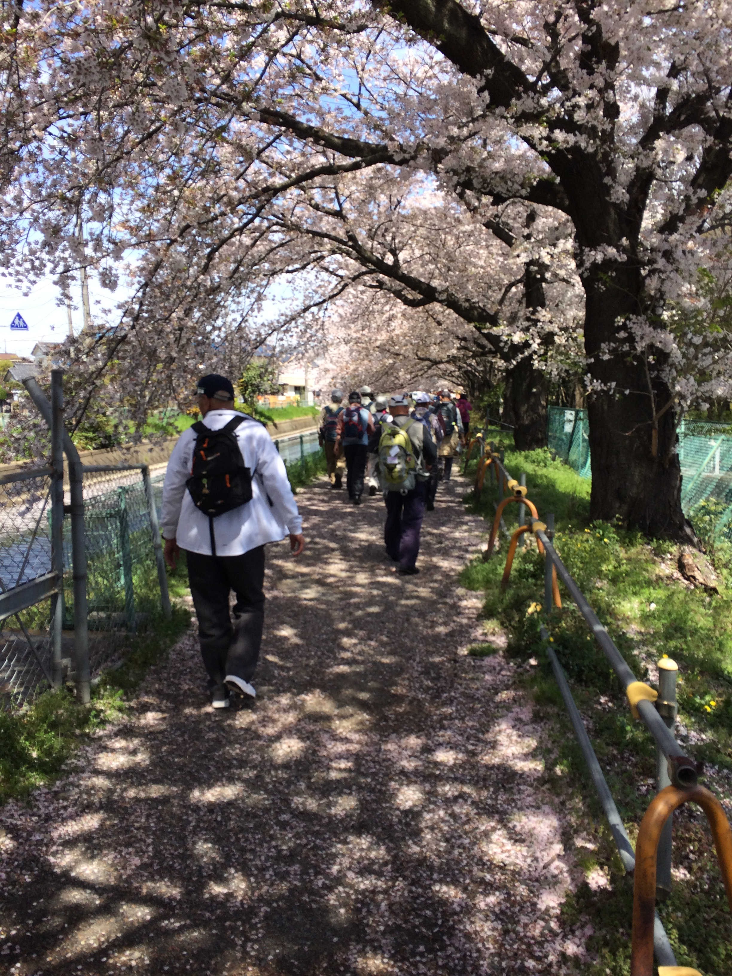 見沼自然公園 桜.
